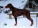 nikoleonvddobermannborgh