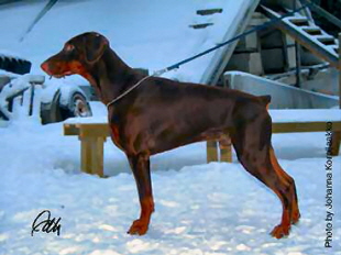 nikoleonvddobermannborgh
