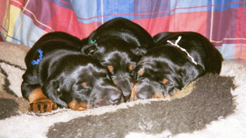 pentukopla