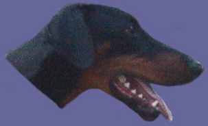 daryasdaroderrick