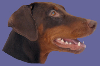 sali