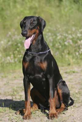 diego