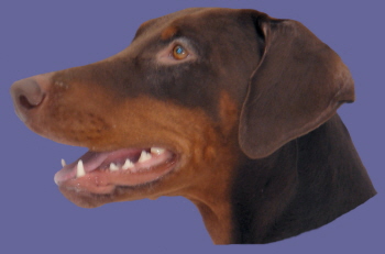 SALI
