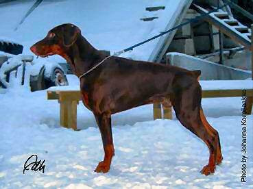 nikoleonvddobermannborgh