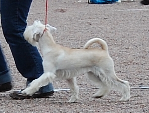 Darya&acute;s Cutest Cruella