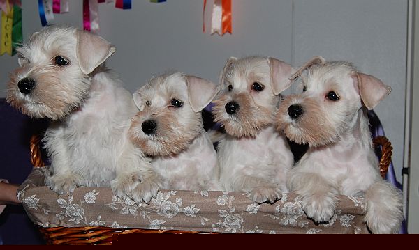 Darya&acute;s CC-litter