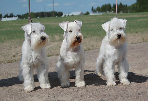 Layla middle with her daughters from D&acute;Arn&eacute; C-litter