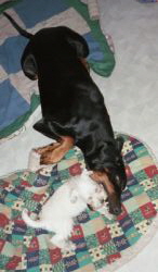 Frida&Layla3kk