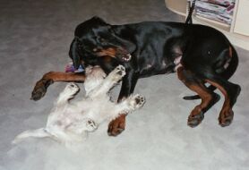 Frida&Layla