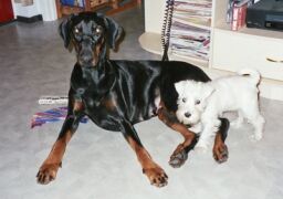 Frida&Layla