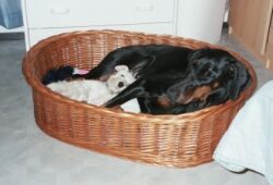 Layla as puppy, together with her Idol - dobermann Frida