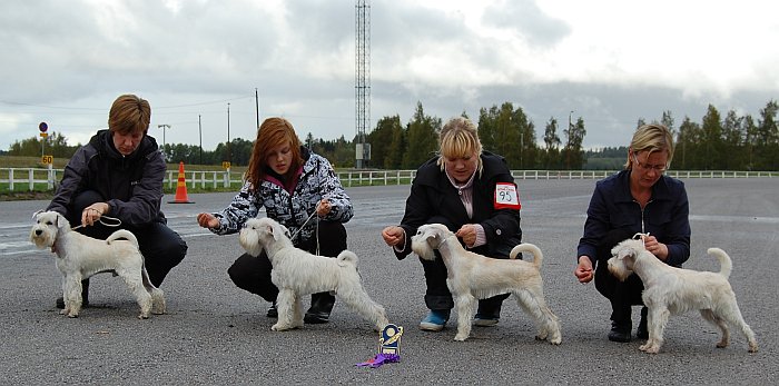 Darya&acute;s C-litter in puppy Show 18.9.2010 BOB-breeder