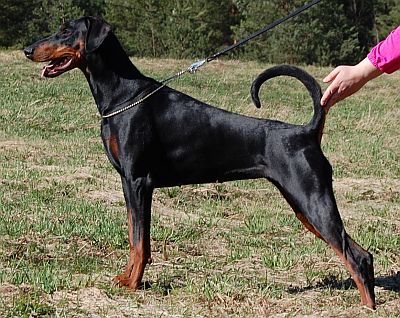 Ascomannis Qaili
