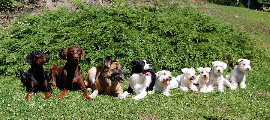 Qissa, Deri, Bessi, J&auml;b&auml;, Liisi, Lymmel, Layla, Ella, Lari